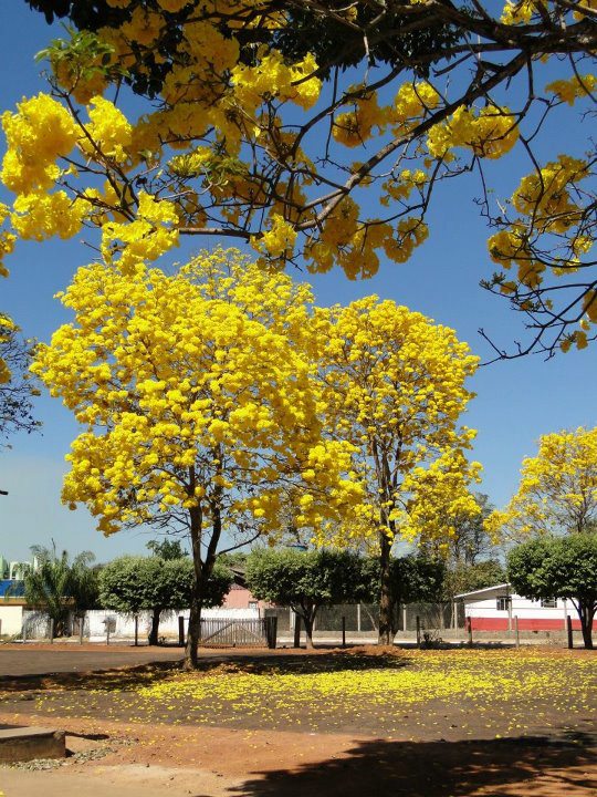 Ipês próximo a Feira Municipal
