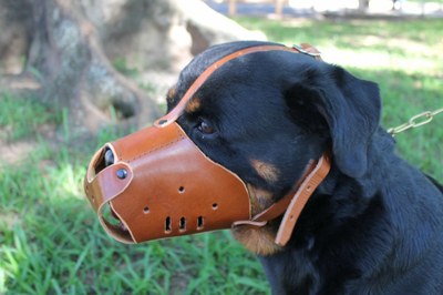 Câmara vota "Lei da Focinheira" 