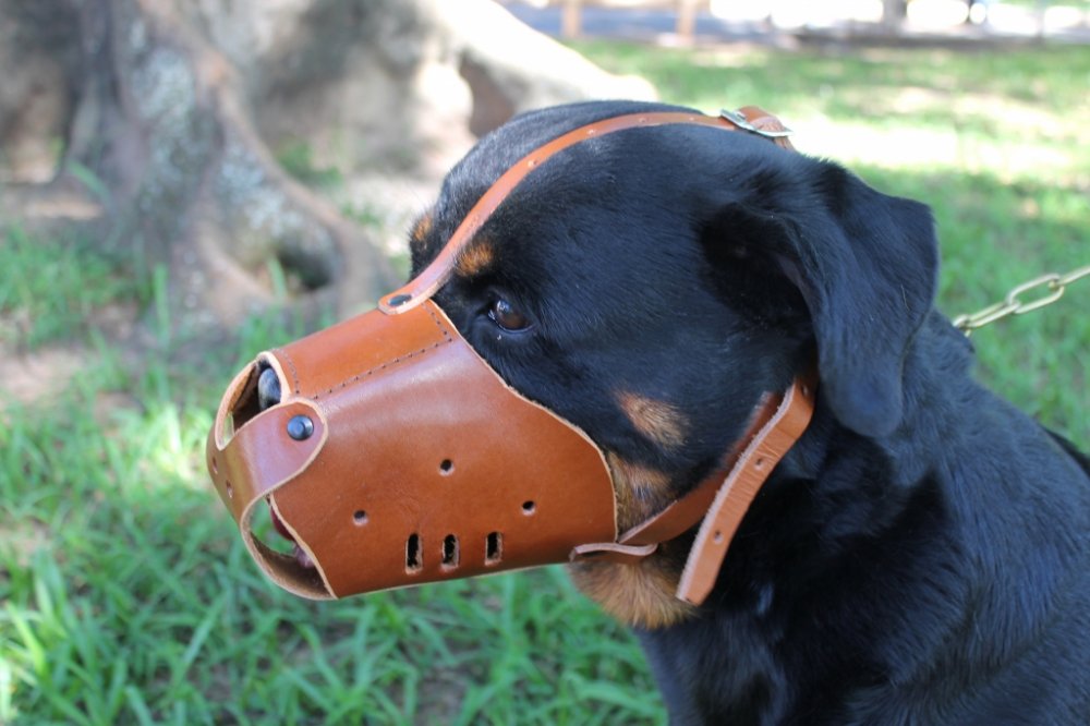 Câmara vota "Lei da Focinheira" 